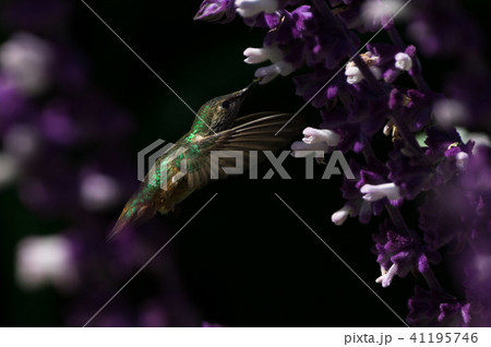 humming bird 16 humming bird 16 41195746