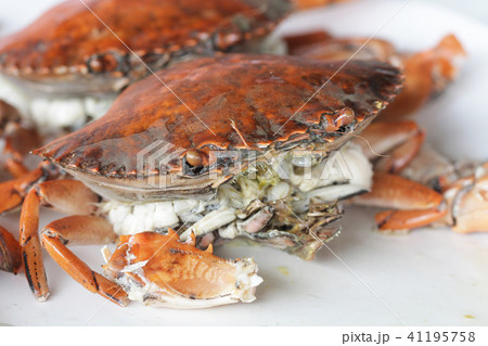 boiled stone Crab raw shell animal gourmet food re 41195758