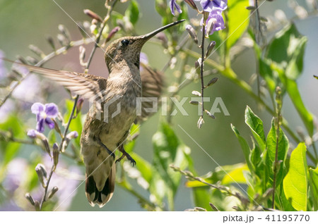 humming bird 26 41195770