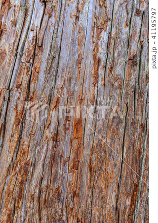 Tree bark texture 41195797
