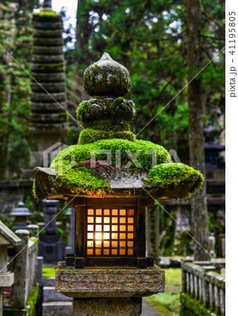 Ancient stone lantern at pine forest 41195805