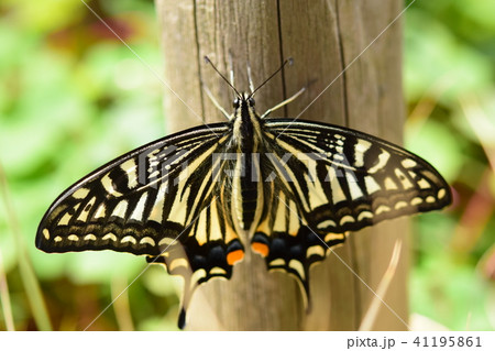 ナミアゲハ 春型 静止 正面 ナミアゲハ 春型 静止 正面 41195861