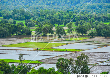 Rice field in Southern Vietnam 41196259