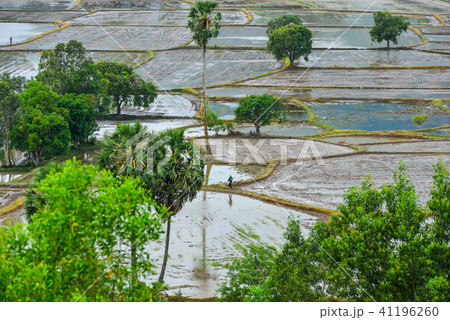Rice field in Southern Vietnam 41196260