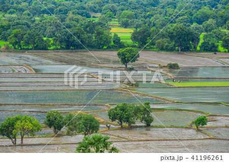 Rice field in Southern Vietnam 41196261