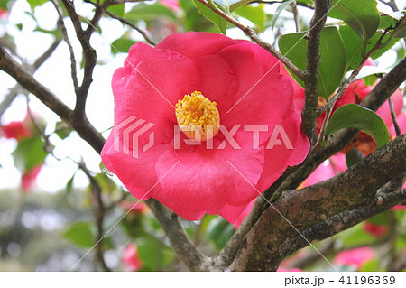＊　ツバキ　＊　椿　＊　つばき　＊　THUBAKI　＊　 41196369