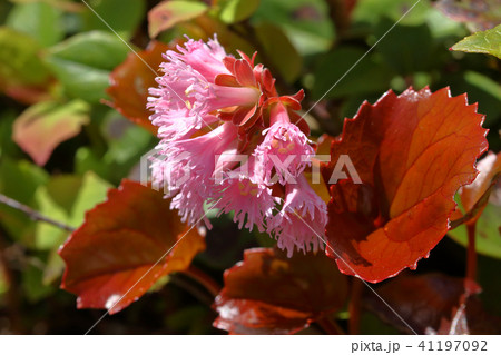 イワカガミの花　浅草岳剣ヶ峰　福島県只見町 41197092