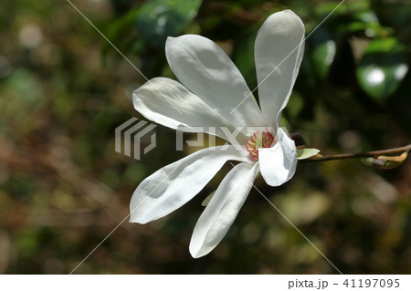 タムシバの純白の花 浅草岳大久保沢 福島県只見町の写真素材