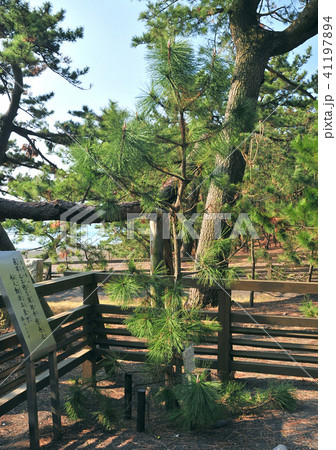 羽衣の松二世-18478 41197894