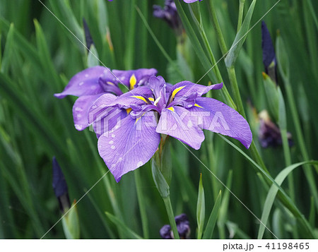 ハナショウブ(雨後の水滴付き) 41198465