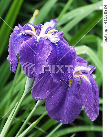 ハナショウブ(雨後の水滴付き) ハナショウブ(雨後の水滴付き) 41198884