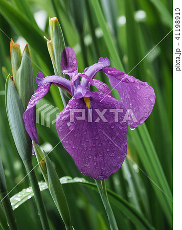 ハナショウブ(雨後の水滴付き) 41198910