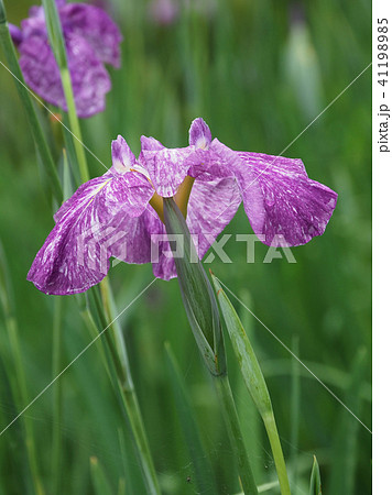 ハナショウブ(雨後の水滴付き) ハナショウブ(雨後の水滴付き) 41198985