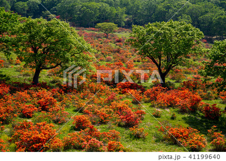 新緑の木々とレンゲツツジ咲く牧場 観光案内所デッキからの展望 6月の赤城山　a-1 41199640