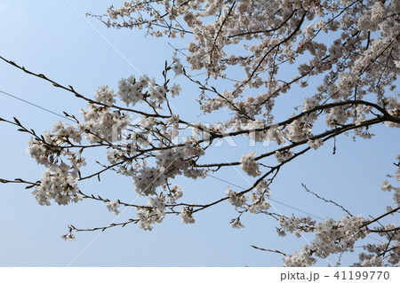 桜 桜 41199770