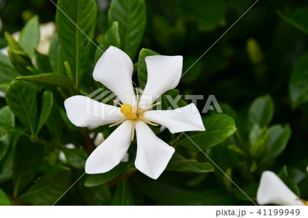 くちなしの花 41199949