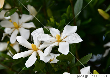 くちなしの花 くちなしの花 41199951