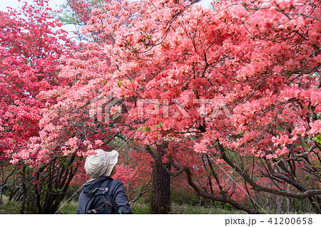 栃木県鹿沼市　横根高原　女性（5月） 41200658