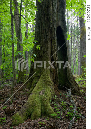 Very old oak trunk almost dead still standing Very old oak trunk almost dead still standing 41200781