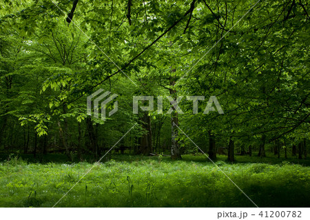 Shady deciduous stand Forest in spring 41200782