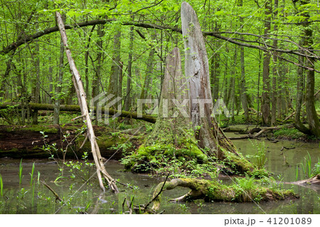 Springtime deciduous forest with standing water 41201089