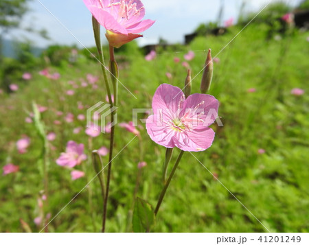 夕化粧（ユウゲショウ） 41201249