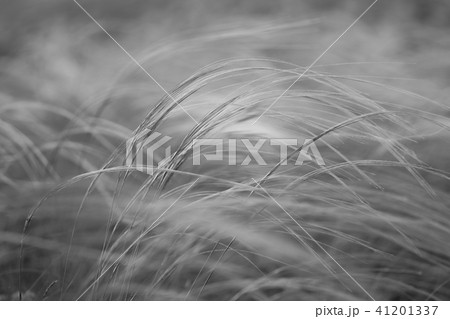 Stipa capillata as known as feather, needle, spear grass in steppe. Listed red book of Ukraine Stipa capillata as known as feather, needle, spear grass in steppe. Listed red book of Ukraine 41201337