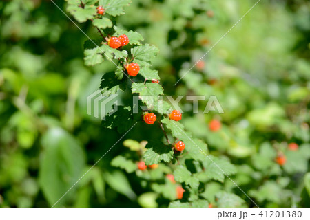 キイチゴ 41201380