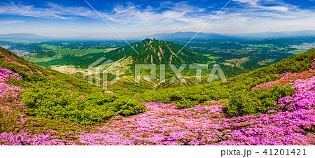 満開のミヤマキリシマ咲く阿蘇 41201421