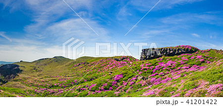 満開のミヤマキリシマ咲く阿蘇 41201422