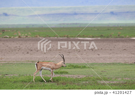 ンゴロンゴロ国立公園 41201427