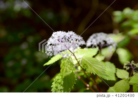 コアジサイ 41201430
