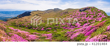 満開のミヤマキリシマ咲く阿蘇 41201464