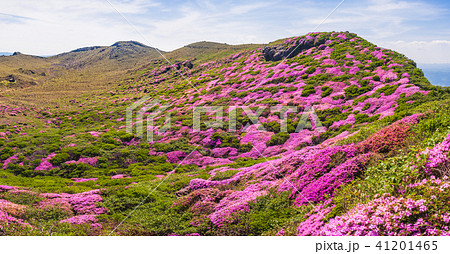満開のミヤマキリシマ咲く阿蘇 41201465