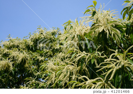 栗の花 栗の花 41201466