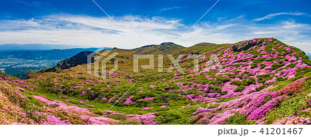 満開のミヤマキリシマ咲く阿蘇 41201467