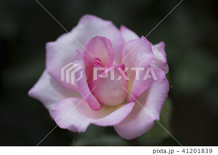 バラ　加茂 41201839