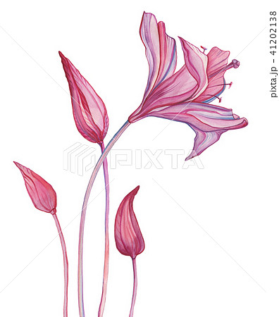 Hand Drawn Abstract Flowers Hand Drawn Abstract Flowers 41202138