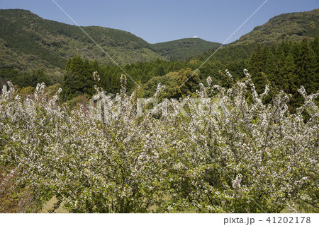 山をバックにホンカイドウの花花 41202178