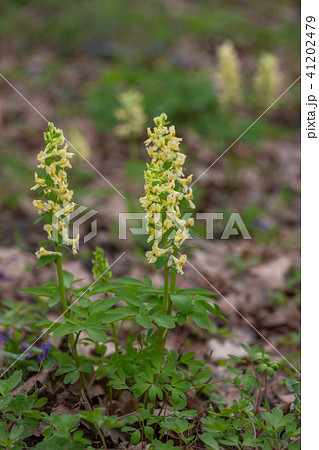 flowers of spring fumewort, Corydalis marschalliana 41202479