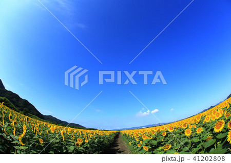 ひまわり6596 41202808