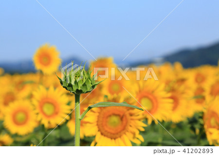 ひまわり6437 41202893