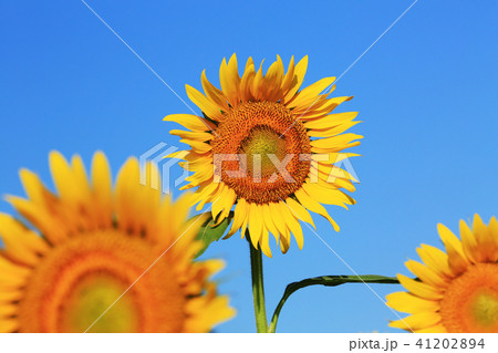 ひまわり6438 41202894