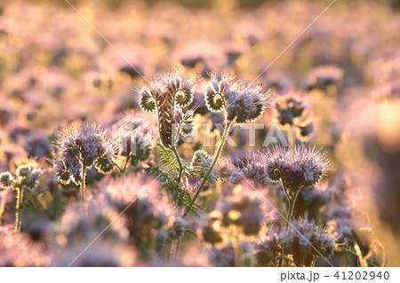 Lacy phacelia (Phacelia tanacetifolia) at dawn 41202940