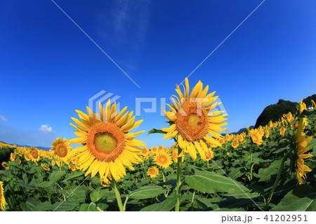 ひまわり6524 41202951