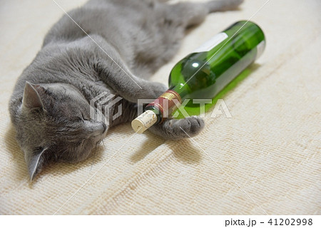 猫　ロシアンブルー 41202998