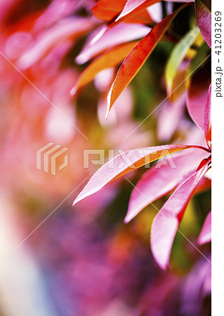 紅かなめ 紅かなめ 41203269
