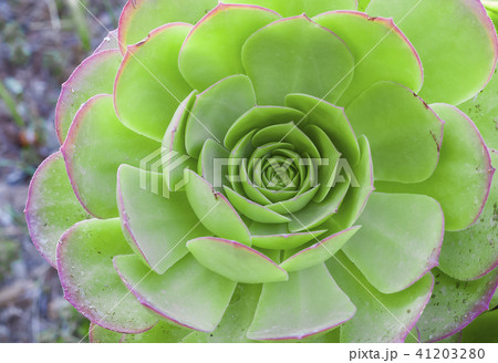 Cactus and Succulent Echeveria But when touched. Cactus and Succulent Echeveria But when touched. 41203280