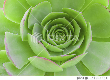 Cactus and Succulent Echeveria But when touched. Cactus and Succulent Echeveria But when touched. 41203281