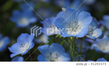 美しいネモフィラ(自然質感) 美しいネモフィラ(自然質感) 41203373